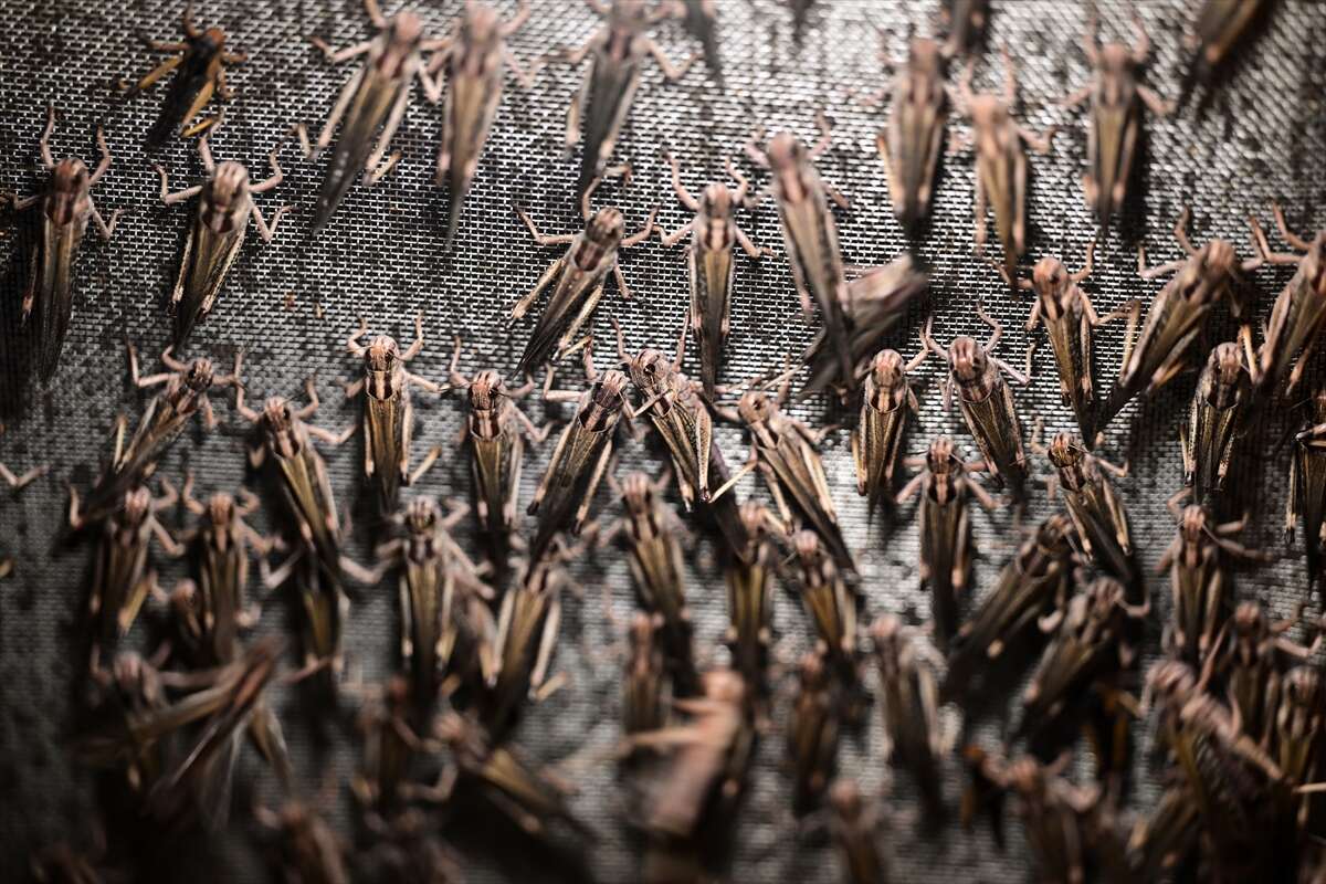 Antalya’da üretilen böcekler Konya’da köpek mamasına dönüşüyor 2